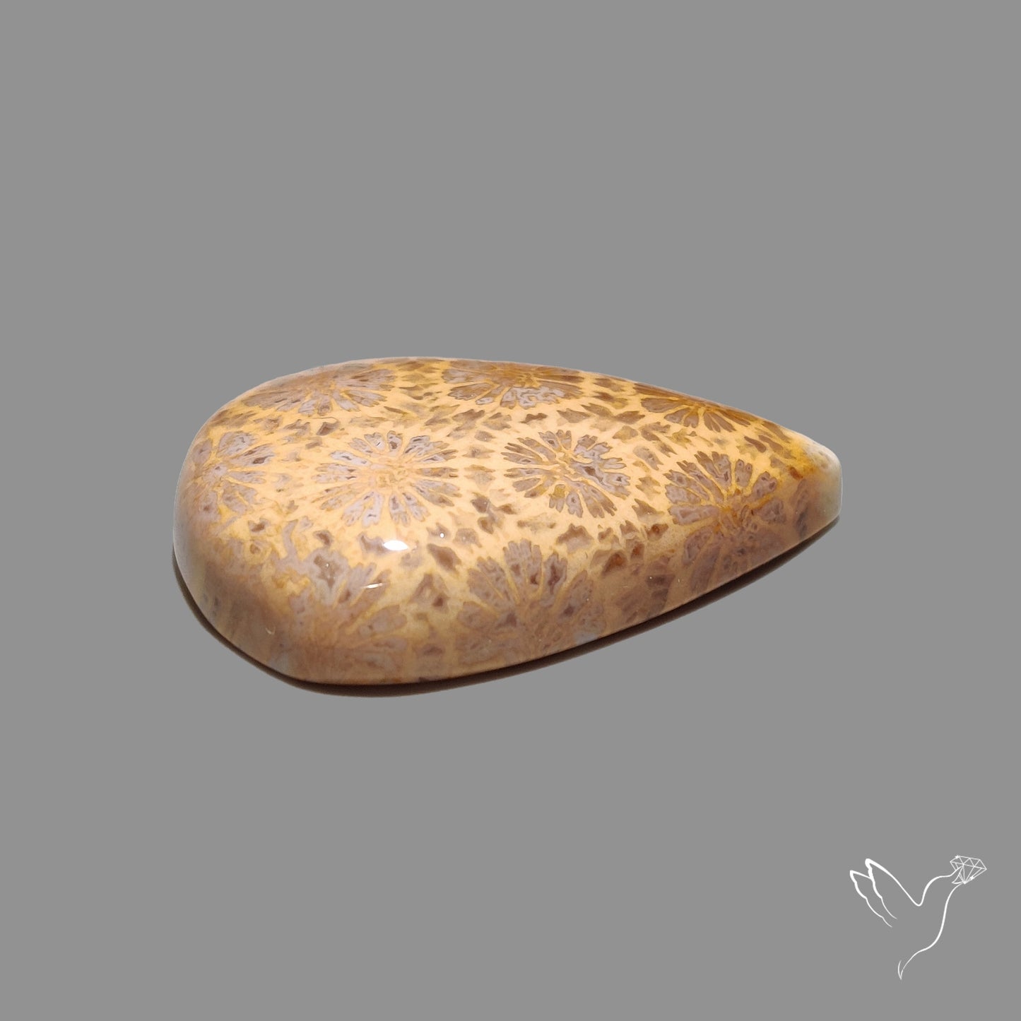 Fossil Coral Cabochon