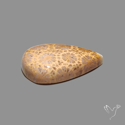 Fossil Coral Cabochon
