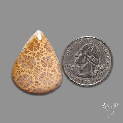 Fossil Coral Cabochon