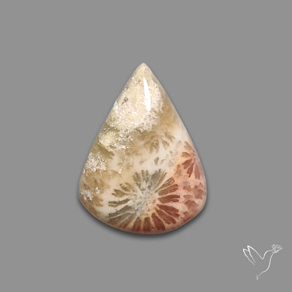 Fossil Coral Cabochon