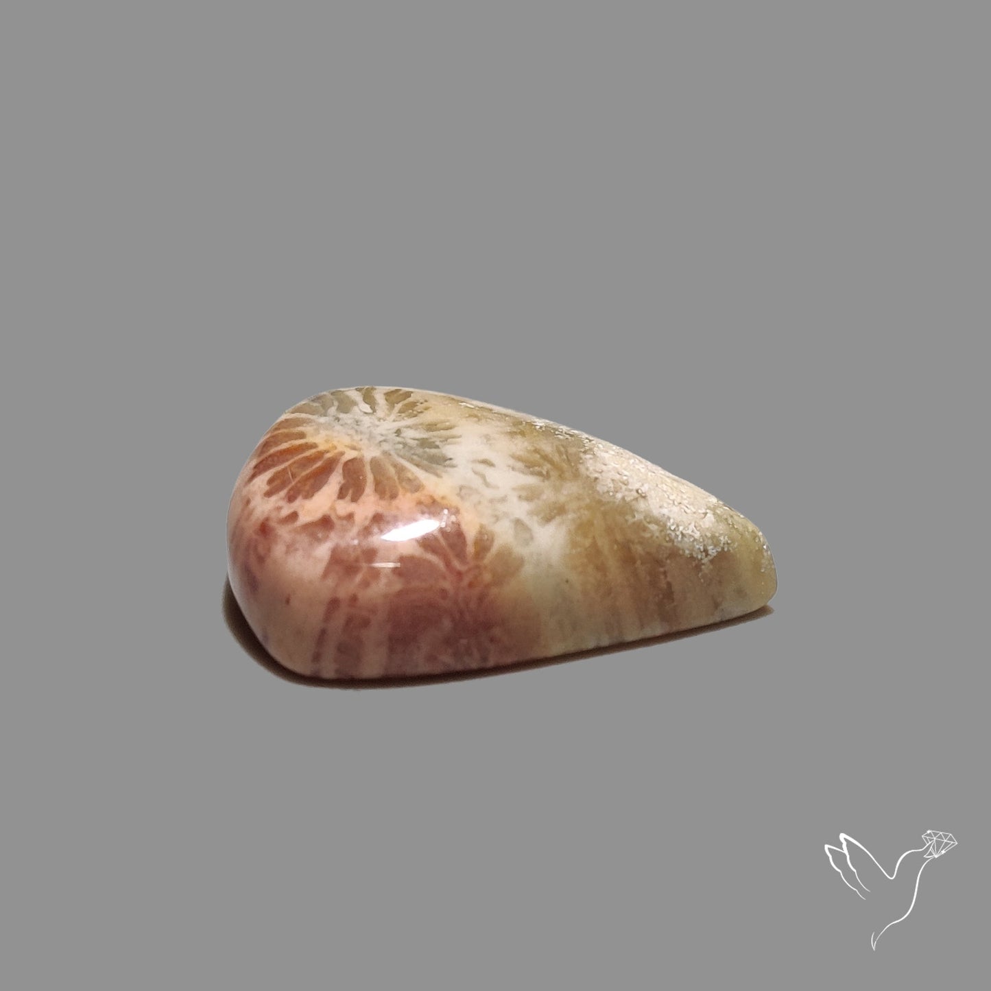 Fossil Coral Cabochon
