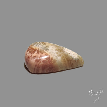 Fossil Coral Cabochon