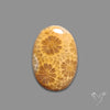 Fossil Coral Cabochon