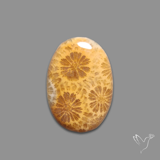 Fossil Coral Cabochon