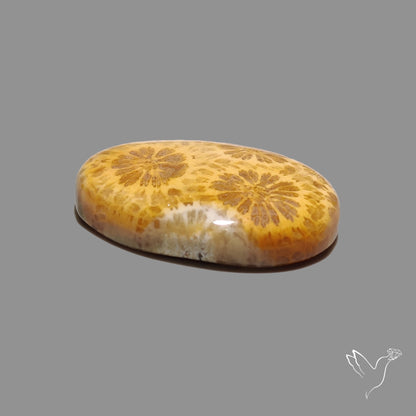 Fossil Coral Cabochon