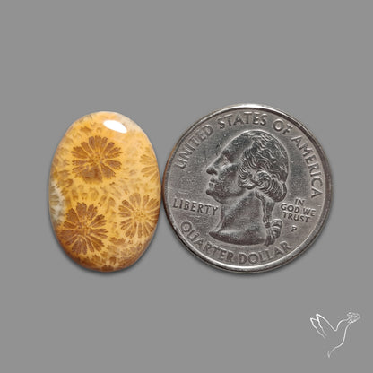 Fossil Coral Cabochon