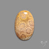 Fossil Coral Cabochon