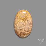 Fossil Coral Cabochon