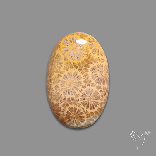 Fossil Coral Cabochon