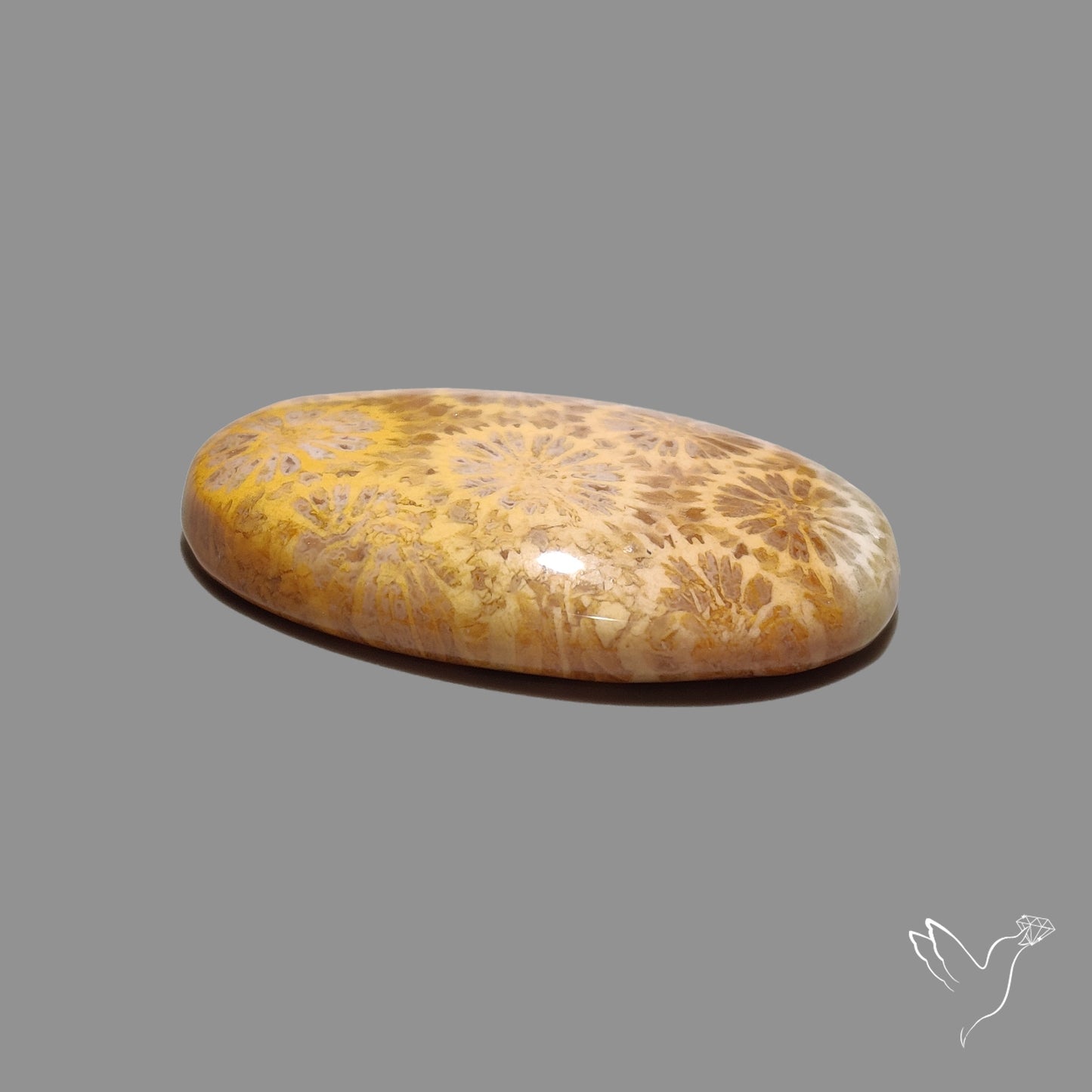 Fossil Coral Cabochon