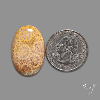 Fossil Coral Cabochon