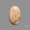 Fossil Coral Cabochon