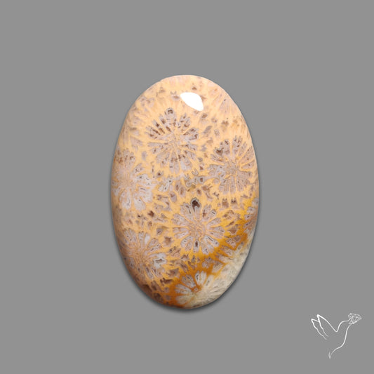 Fossil Coral Cabochon
