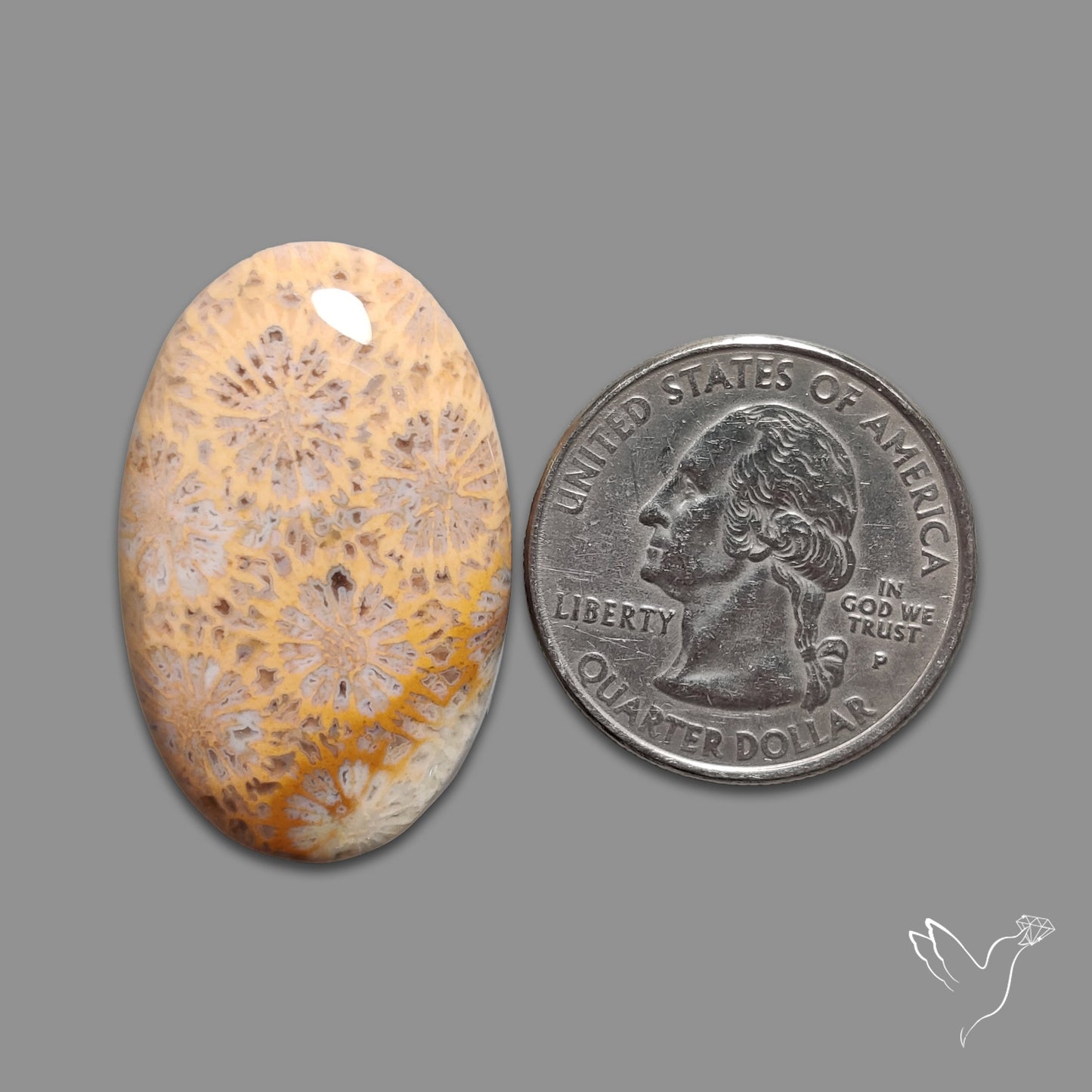 Fossil Coral Cabochon