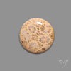 Fossil Coral Cabochon