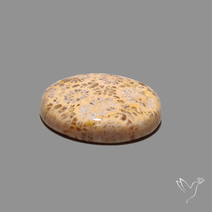Fossil Coral Cabochon