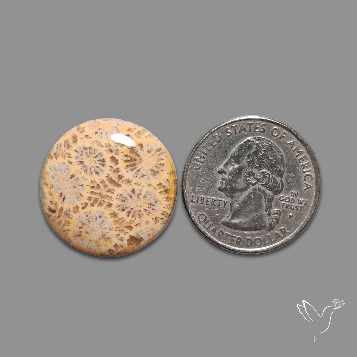 Fossil Coral Cabochon