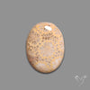 Fossil Coral Cabochon