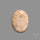 Fossil Coral Cabochon