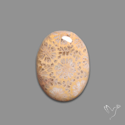 Fossil Coral Cabochon