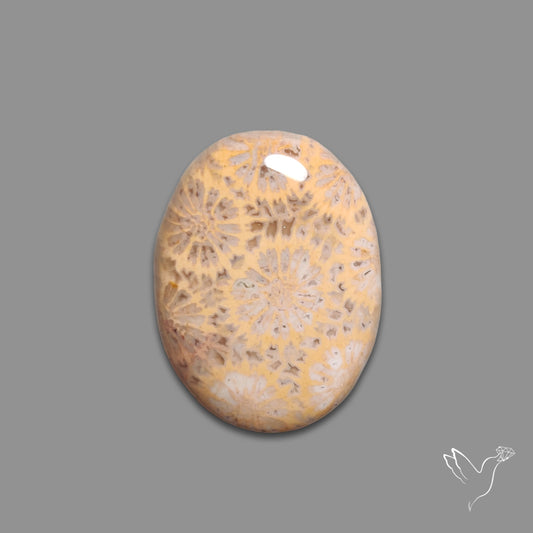 Fossil Coral Cabochon