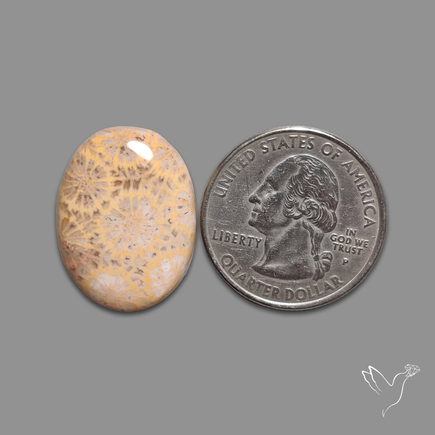 Fossil Coral Cabochon