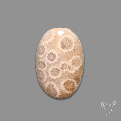 Fossil Coral Cabochon