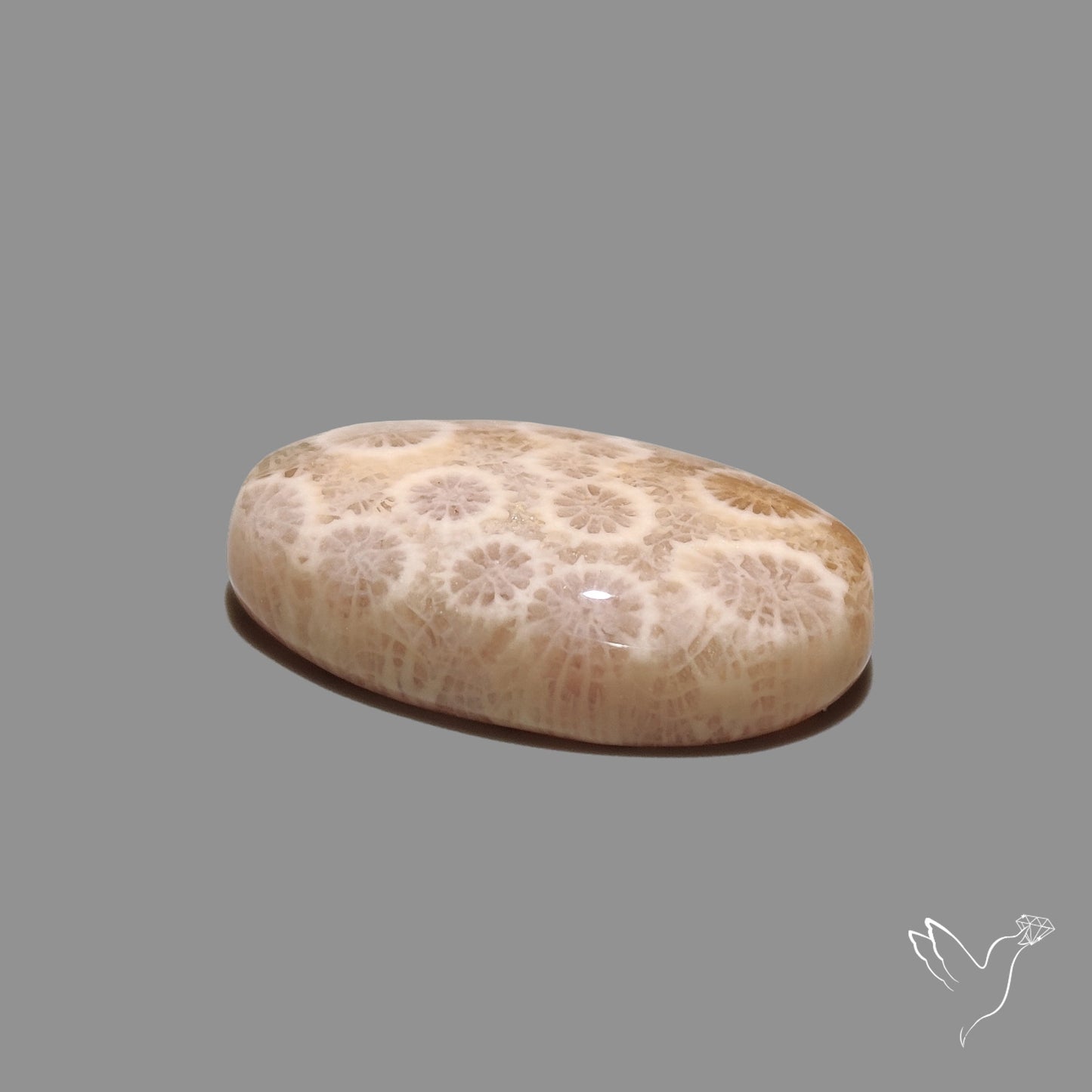 Fossil Coral Cabochon
