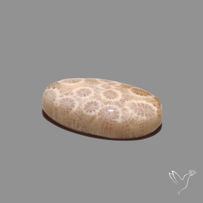 Fossil Coral Cabochon