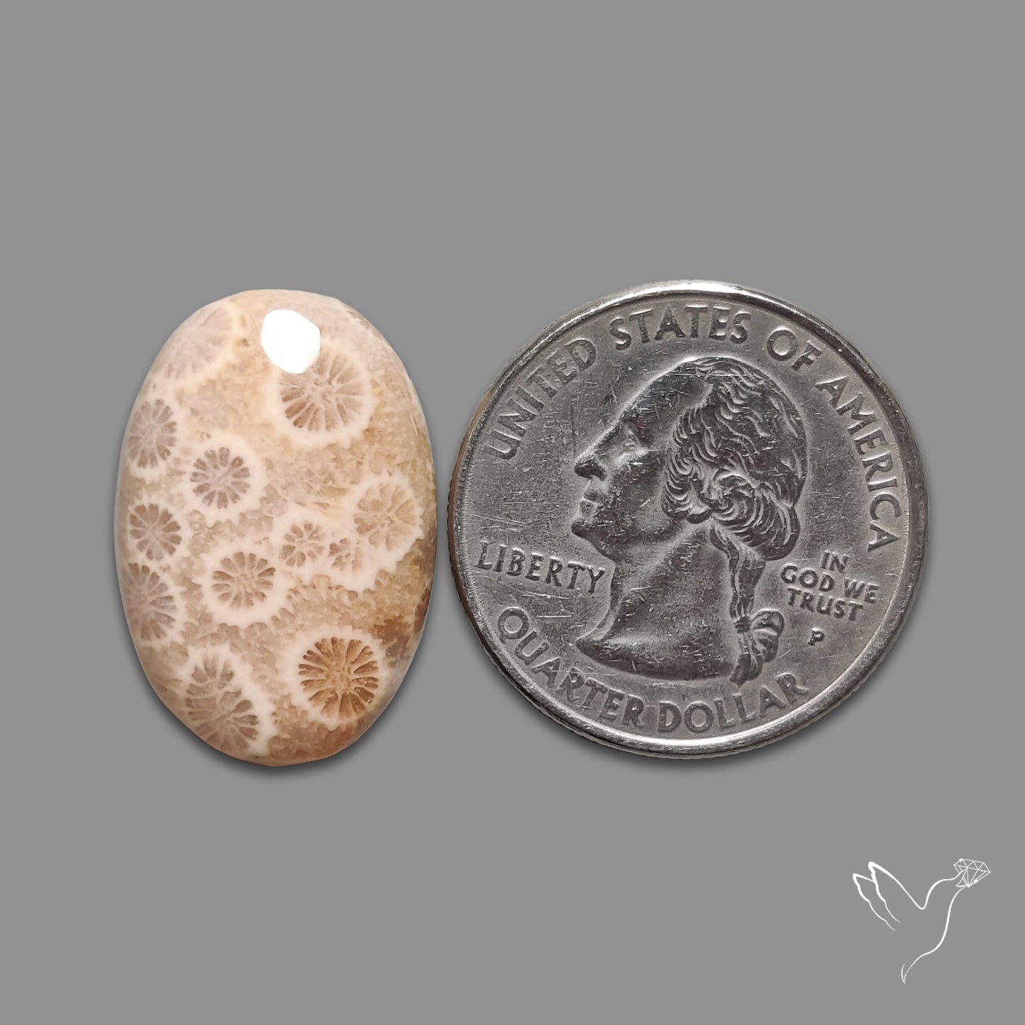 Fossil Coral Cabochon