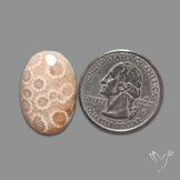 Fossil Coral Cabochon