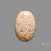 Fossil Coral Cabochon