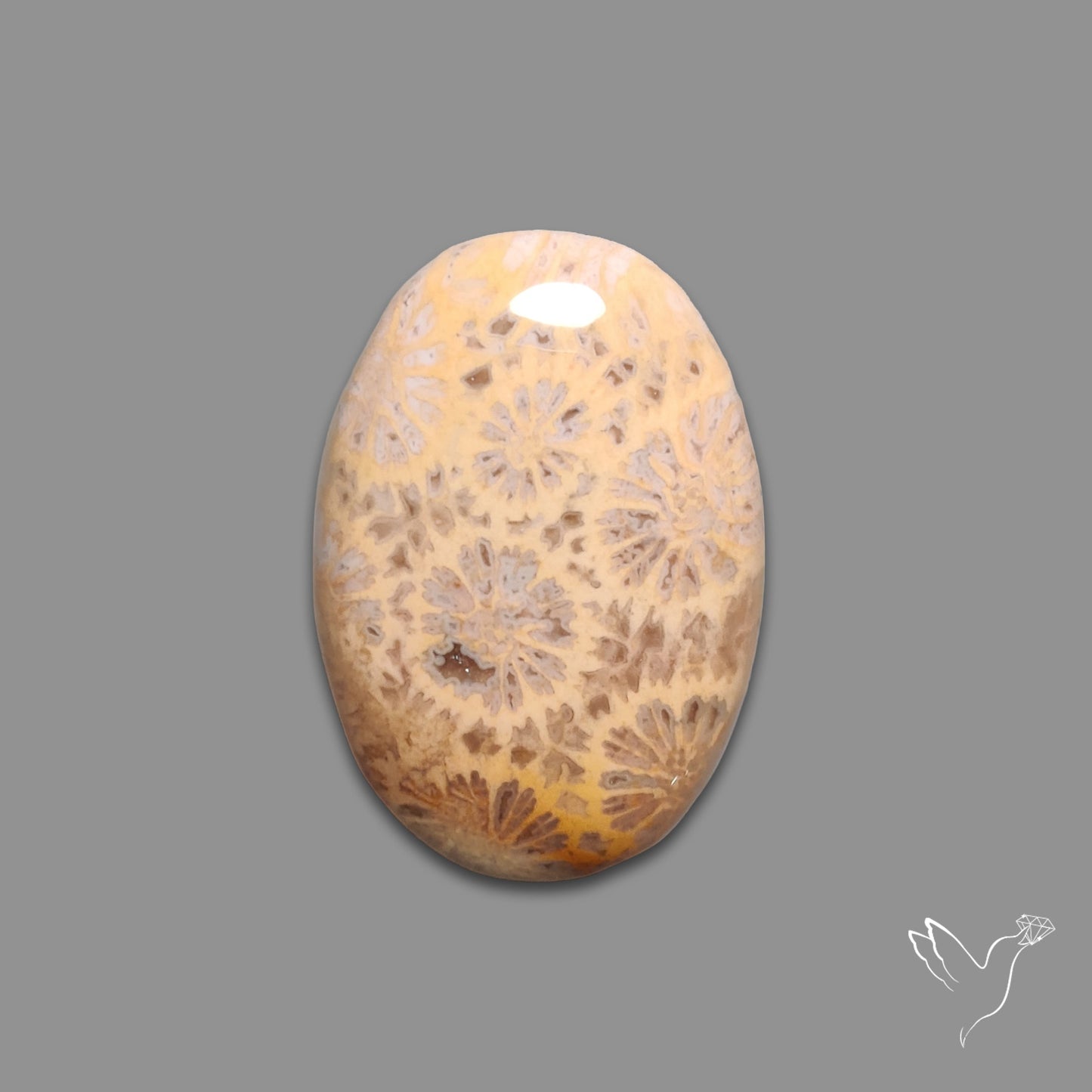 Fossil Coral Cabochon