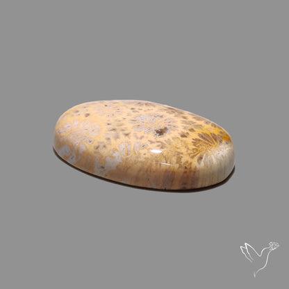 Fossil Coral Cabochon