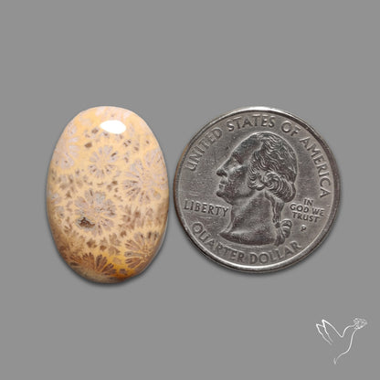 Fossil Coral Cabochon