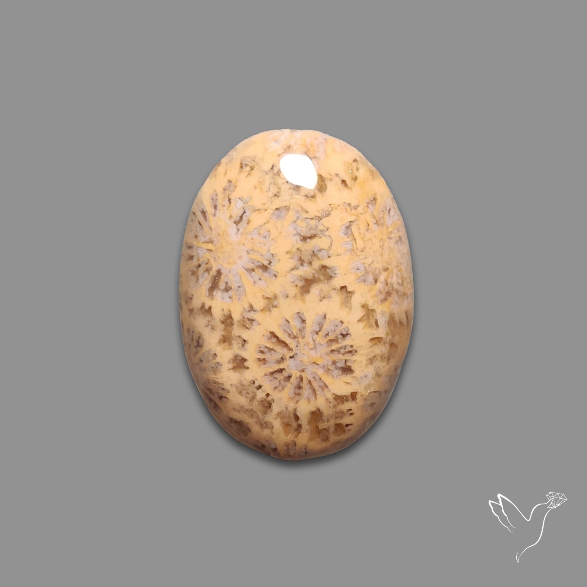 Fossil Coral Cabochon
