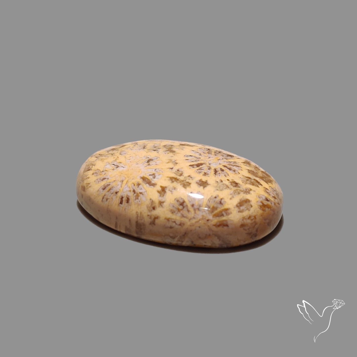 Fossil Coral Cabochon