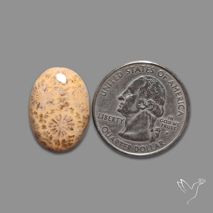 Fossil Coral Cabochon