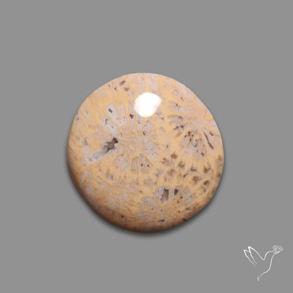 Fossil Coral Cabochon