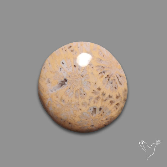 Fossil Coral Cabochon