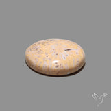 Fossil Coral Cabochon