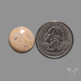 Fossil Coral Cabochon
