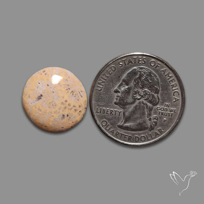 Fossil Coral Cabochon
