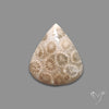 Fossil Coral Cabochon