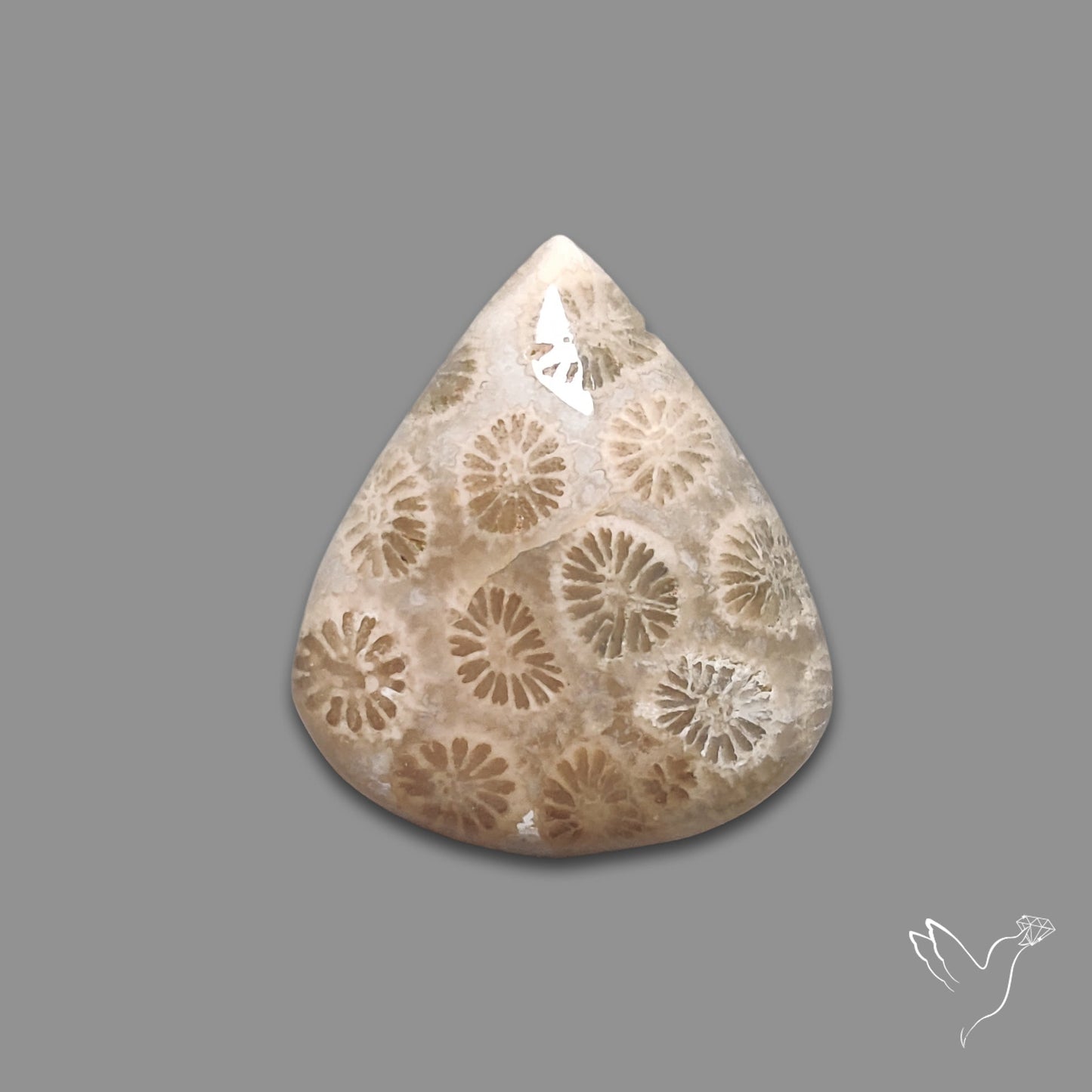 Fossil Coral Cabochon