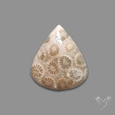 Fossil Coral Cabochon