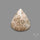 Fossil Coral Cabochon