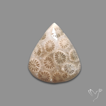 Fossil Coral Cabochon