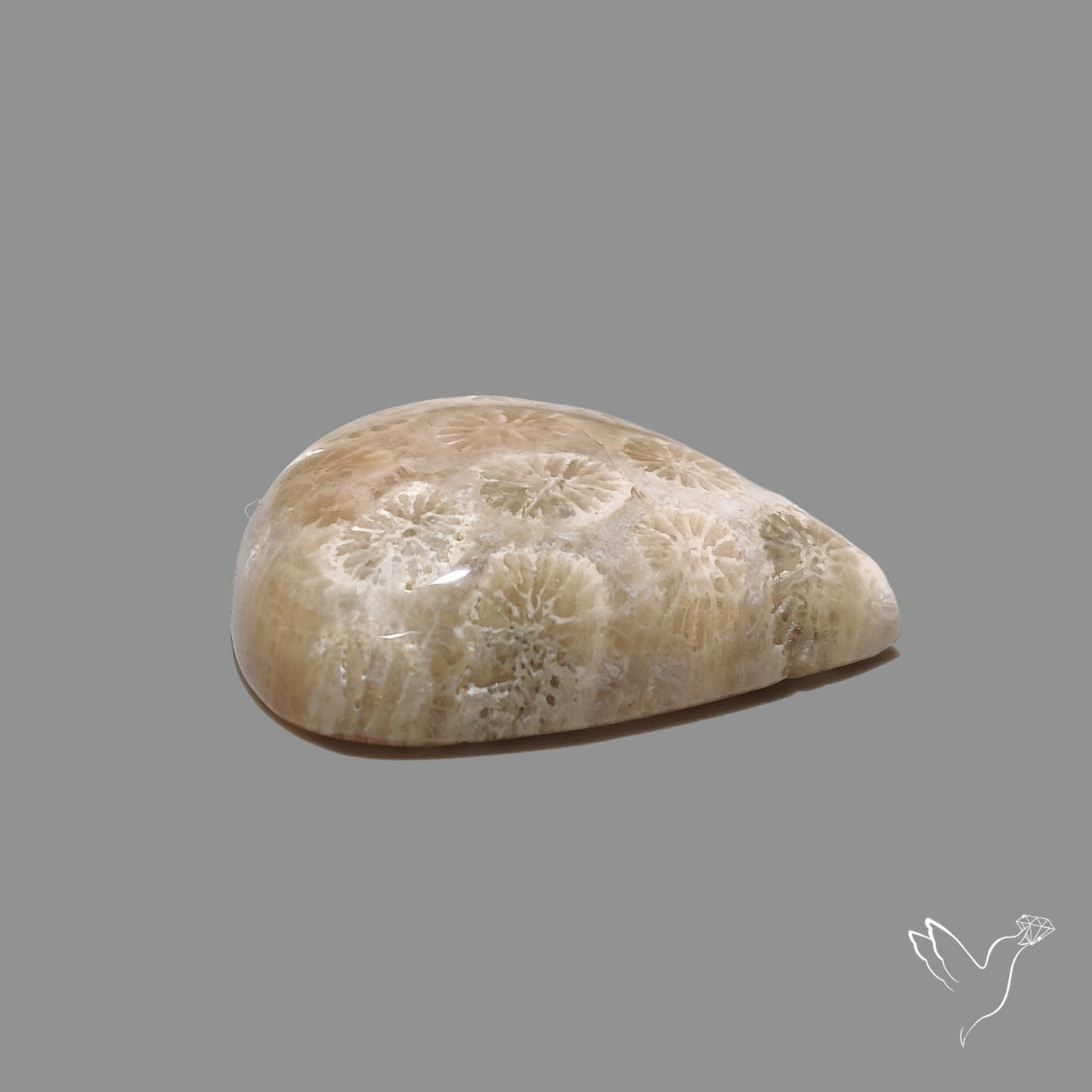 Fossil Coral Cabochon