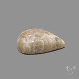Fossil Coral Cabochon